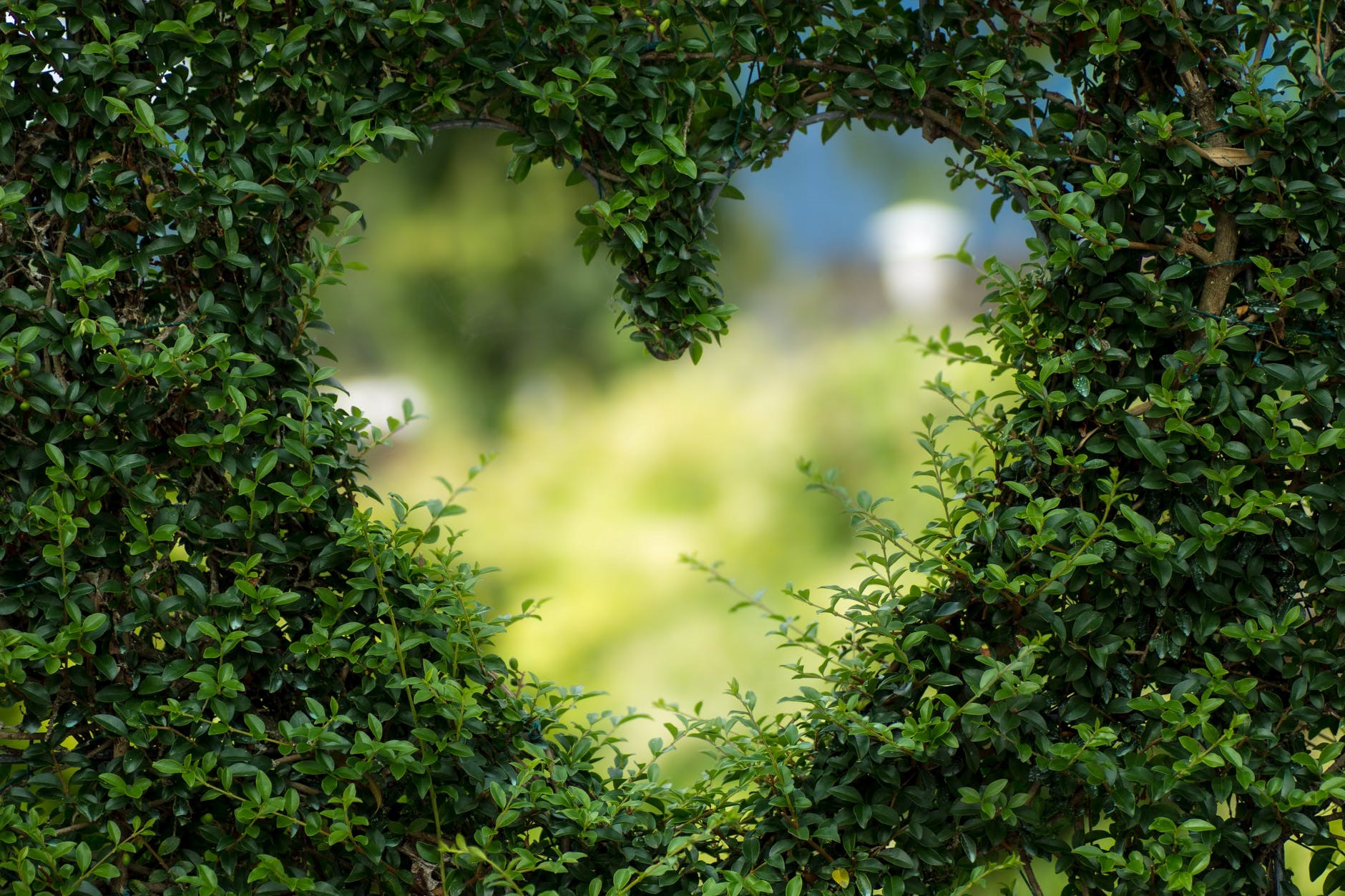 Et hjerte klippet ut i en grønn hekk. 